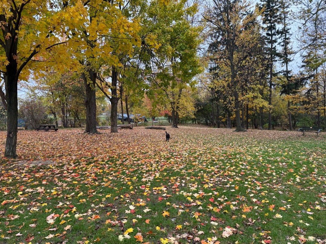 Image of Totoredaca Leash-Free Dog Park park in Mississauga, Ontario, Canada Image of Totoredaca Leash-Free Dog Park park in mississauga, ontario, canada