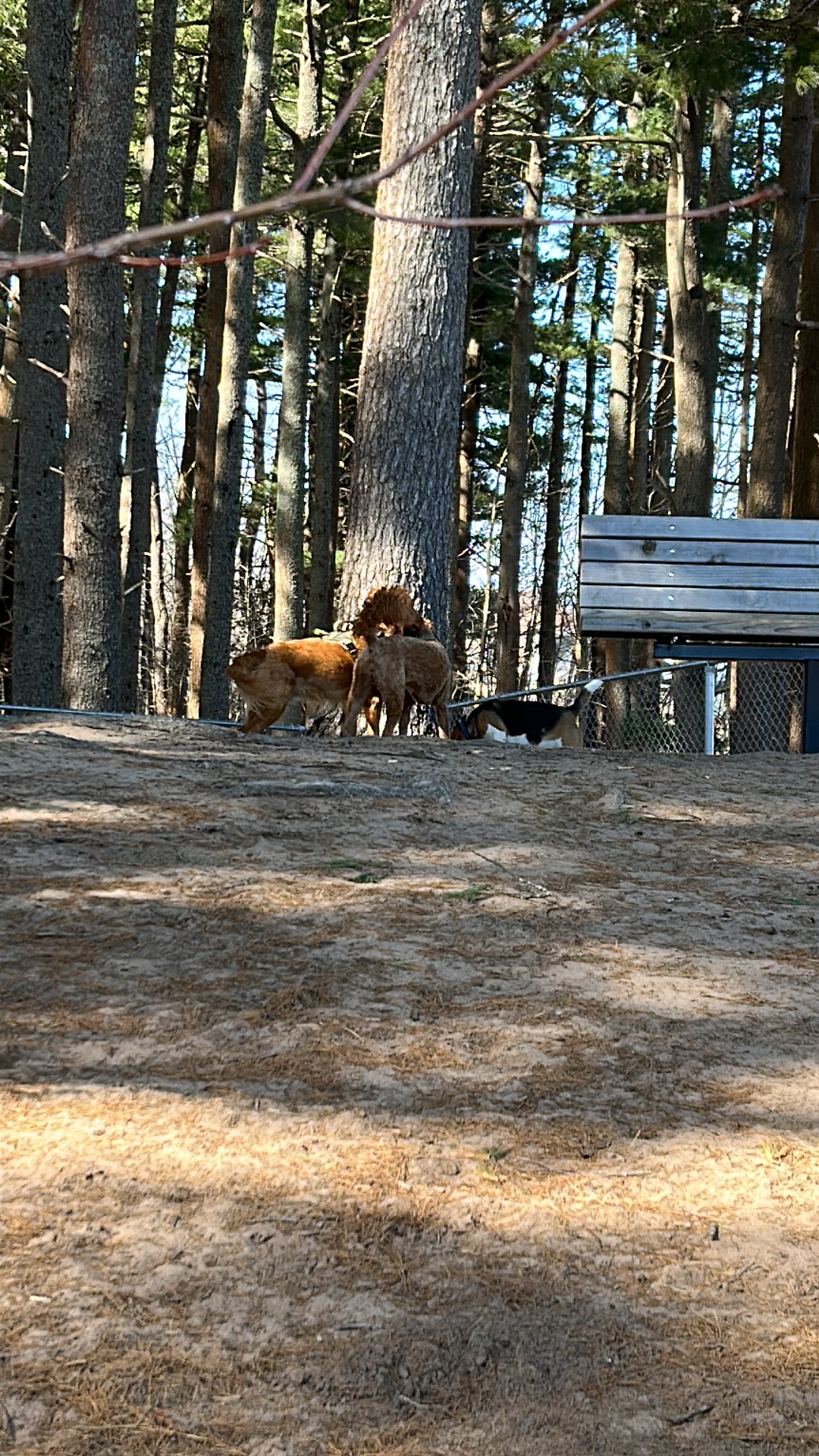 Greenwood Dog Park Activities