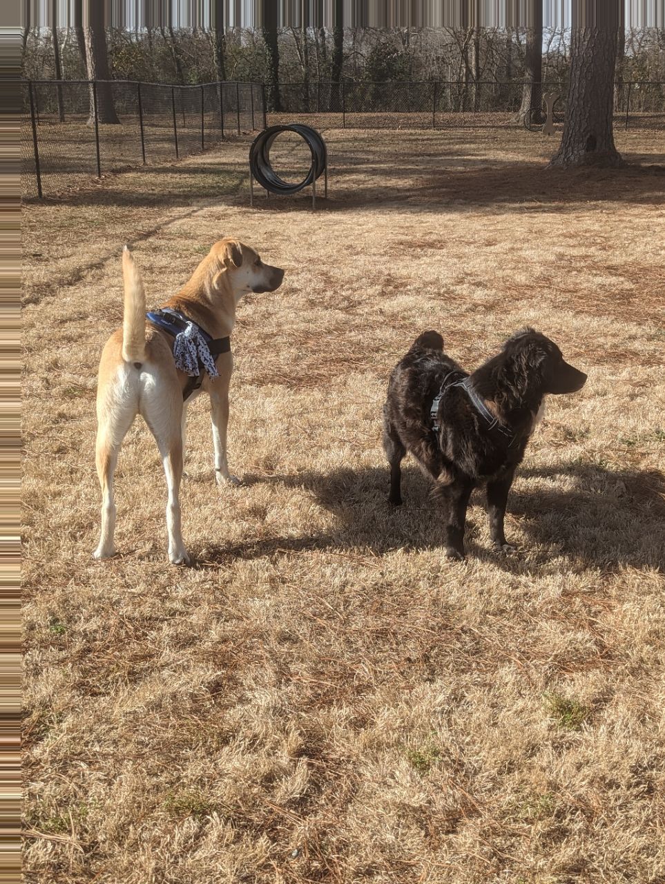 Chieftains Museum Major Ridge Home (U.S. National Park Service), image size:963x1280