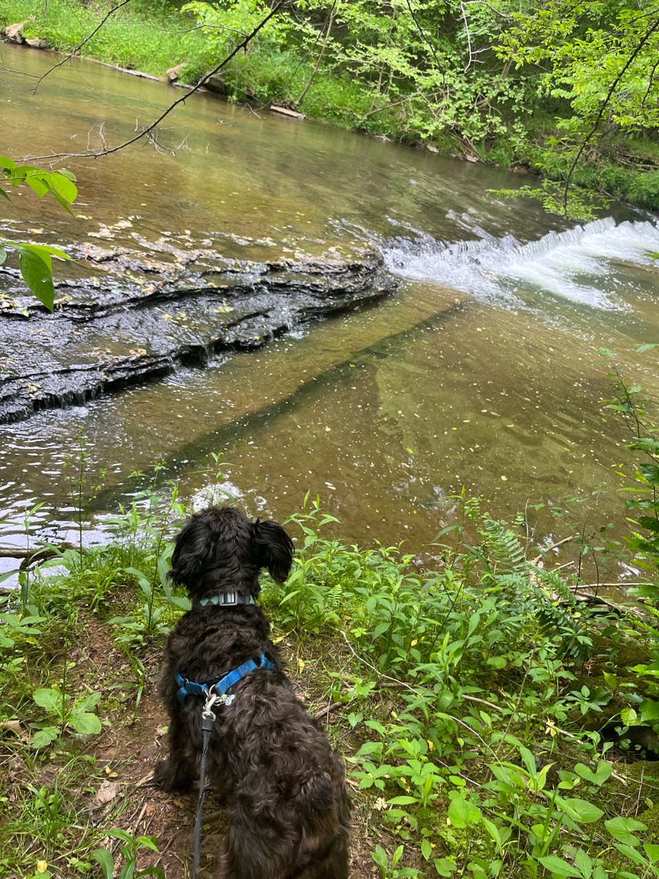 David Crockett State Park DogPack