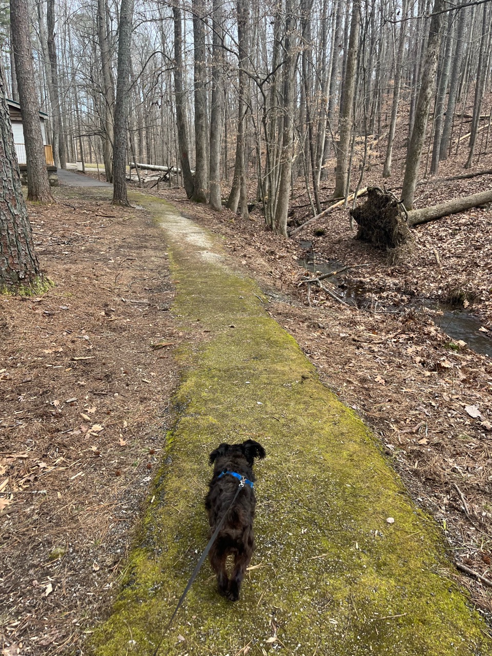 David Crockett State Park DogPack