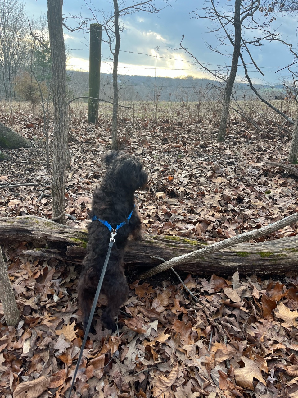 David Crockett State Park DogPack