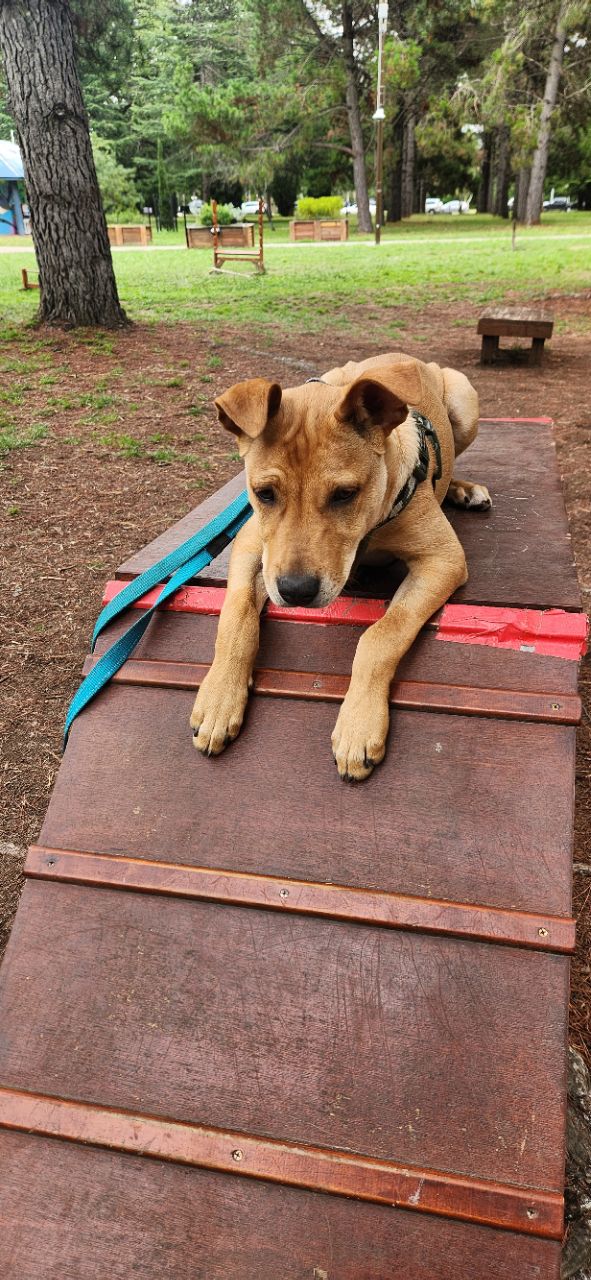 Image of Haig Park Dog Agility Course park in North Canberra, Australian Capital Territory, Australia Image of Haig Park Dog Agility Course park in north-canberra, australian-capital-territory, australia