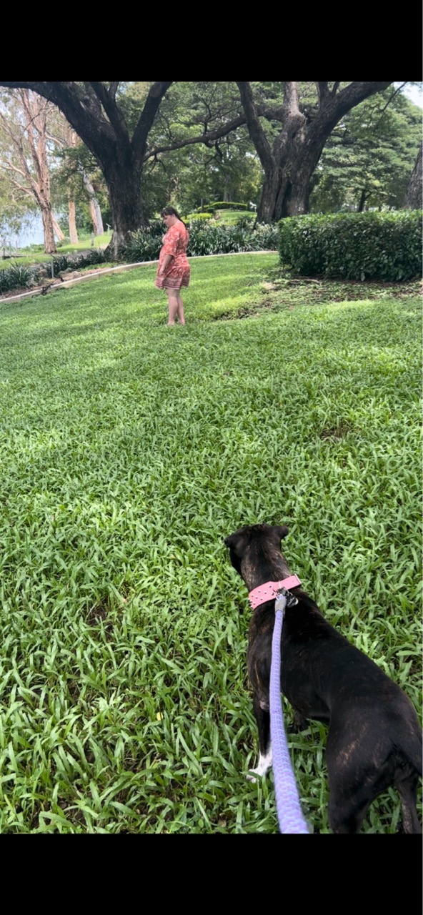 Image of Rossiter Park Off Leash Dog Park park in Townsville, Queensland, Australia Image of Rossiter Park Off Leash Dog Park park in townsville, queensland, australia