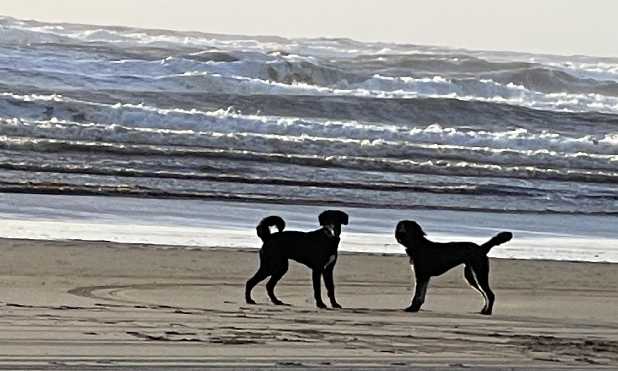Ocean Shores Dog Beach DogPack