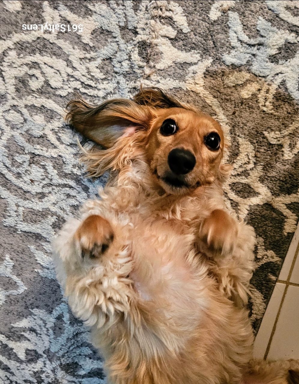 Image of Happy Paws and Purrs Pet Sitting service in West Palm Beach, Florida, United States Image of Happy Paws and Purrs Pet Sitting service in West Palm Beach, Florida, United States