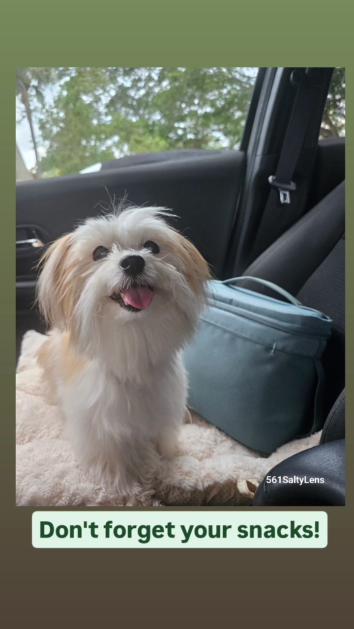 Image of Happy Paws and Purrs Pet Sitting service in West Palm Beach, Florida, United States Image of Happy Paws and Purrs Pet Sitting service in West Palm Beach, Florida, United States