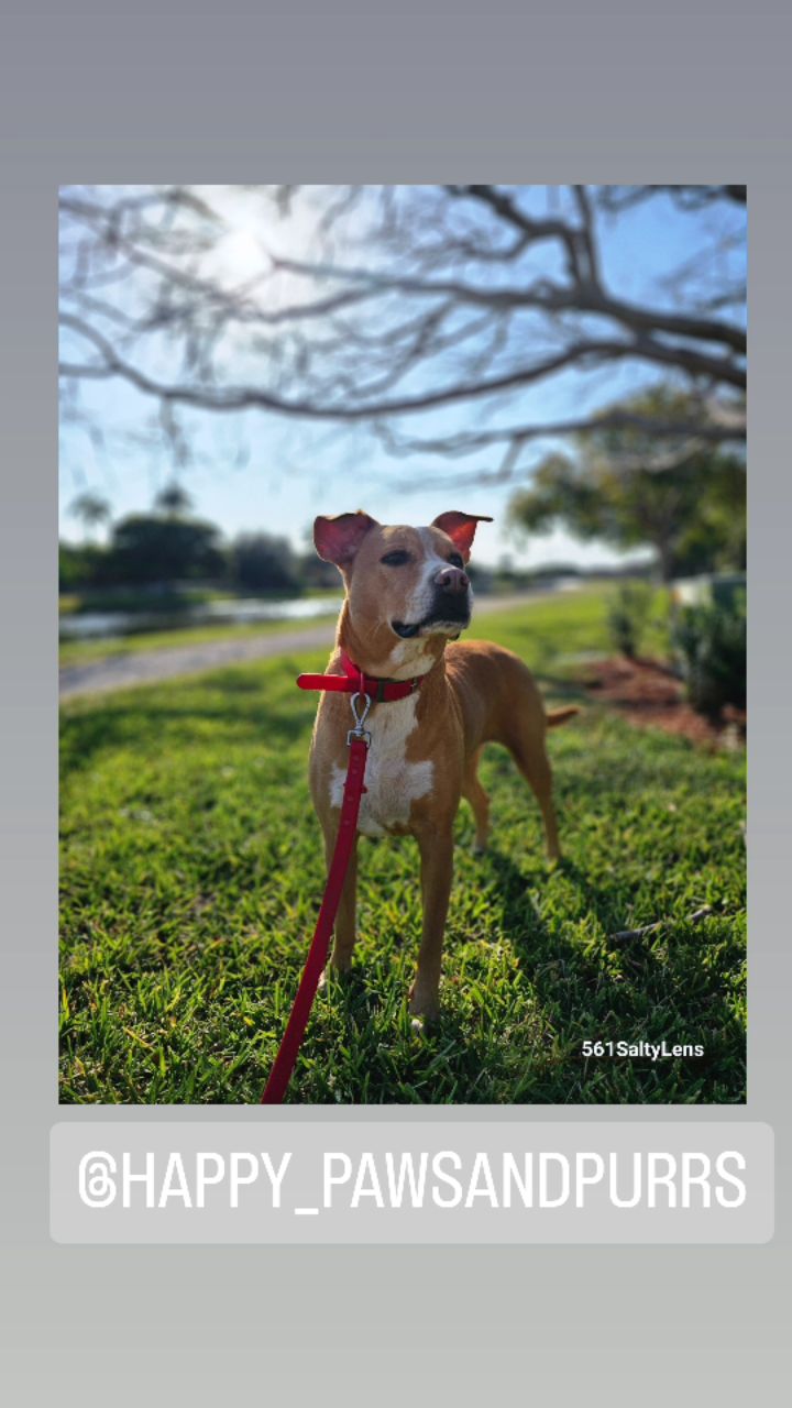 Image of Happy Paws and Purrs Pet Sitting service in West Palm Beach, Florida, United States Image of Happy Paws and Purrs Pet Sitting service in West Palm Beach, Florida, United States