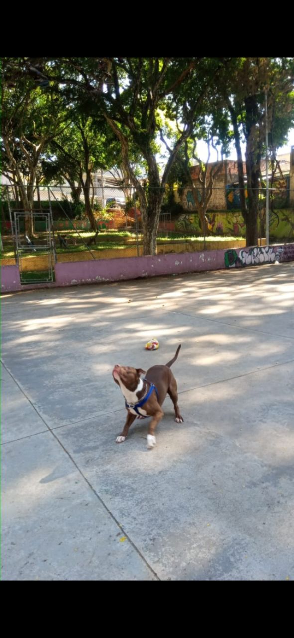 Image of Praça José Benedito da Silva park in São Paulo, Sao Paulo, Brazil Image of Praça José Benedito da Silva park in sao-paulo, sao-paulo, brazil