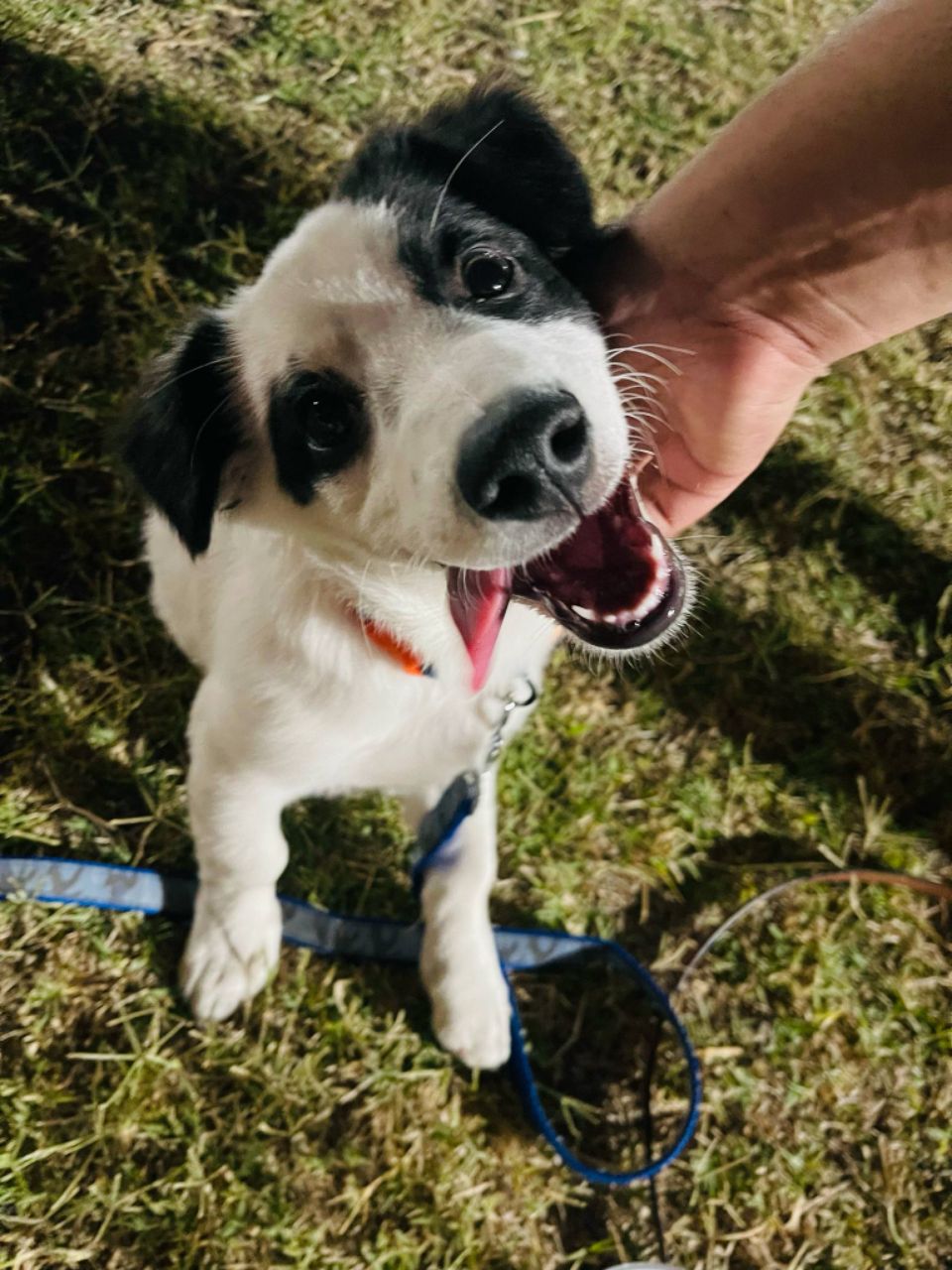 Image of Bazar bosque de la ciudad, Plaza Centenario park in Mexicali, Baja California, Mexico Image of Bazar bosque de la ciudad, Plaza Centenario park in mexicali, baja-california, mexico