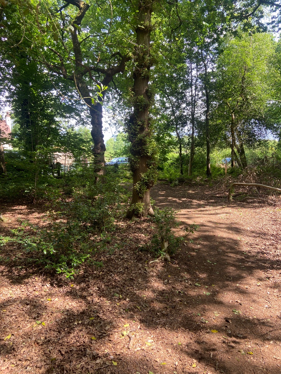 Image of Lion wood nature reserve park in Bromsgrove, England, United Kingdom Image of Lion wood nature reserve park in bromsgrove, england, united-kingdom