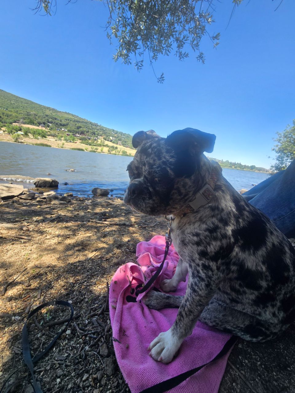 Image of Cuyamaca Lake park in Harrison Park, California, United States Image of Cuyamaca Lake park in harrison-park, california, united-states