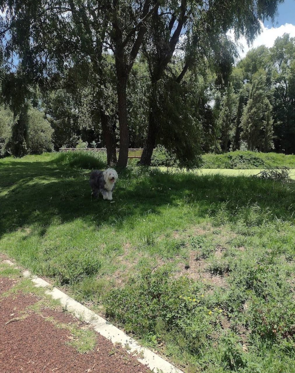 Image of Parque Urbano Las Sequoias park in jilotepec-de-molina-enriquez, state-of-mexico, mexico