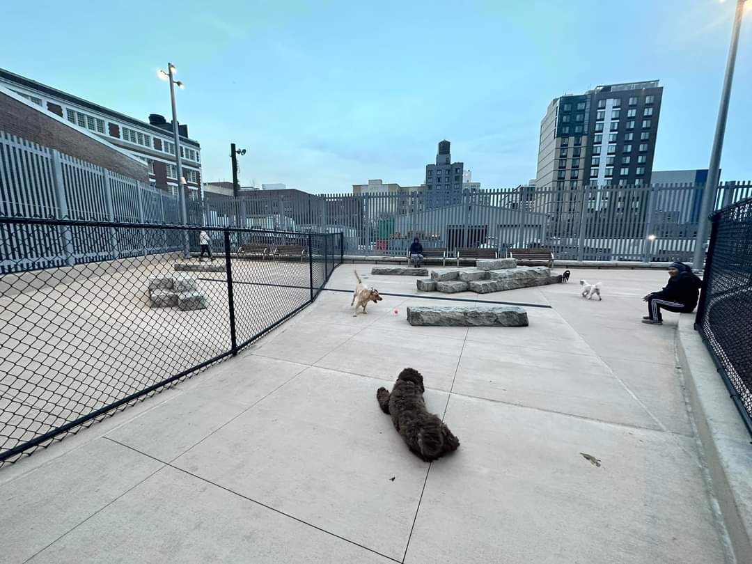 Sven Luxury Apartment Rooftop Dog Run DogPack